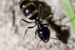 Mrówki ogrodowe - szkodniki lub przydatne owady?